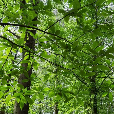 Bungalowpark Vogelenzang Lage Mierde