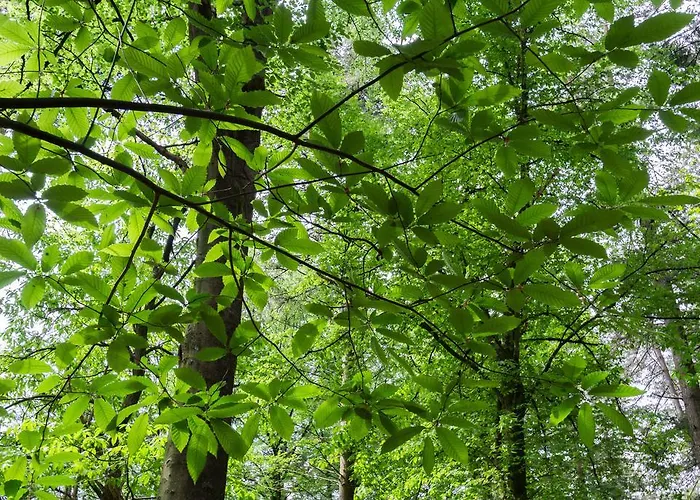 Bungalowpark Vogelenzang Lage Mierde