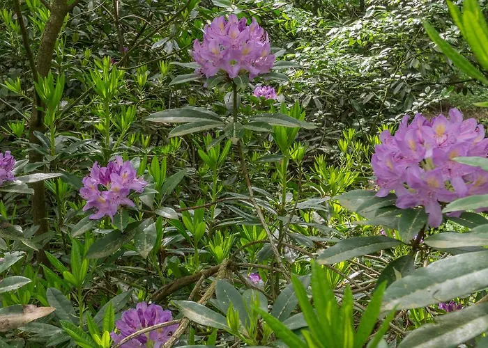 Bungalowpark Vogelenzang